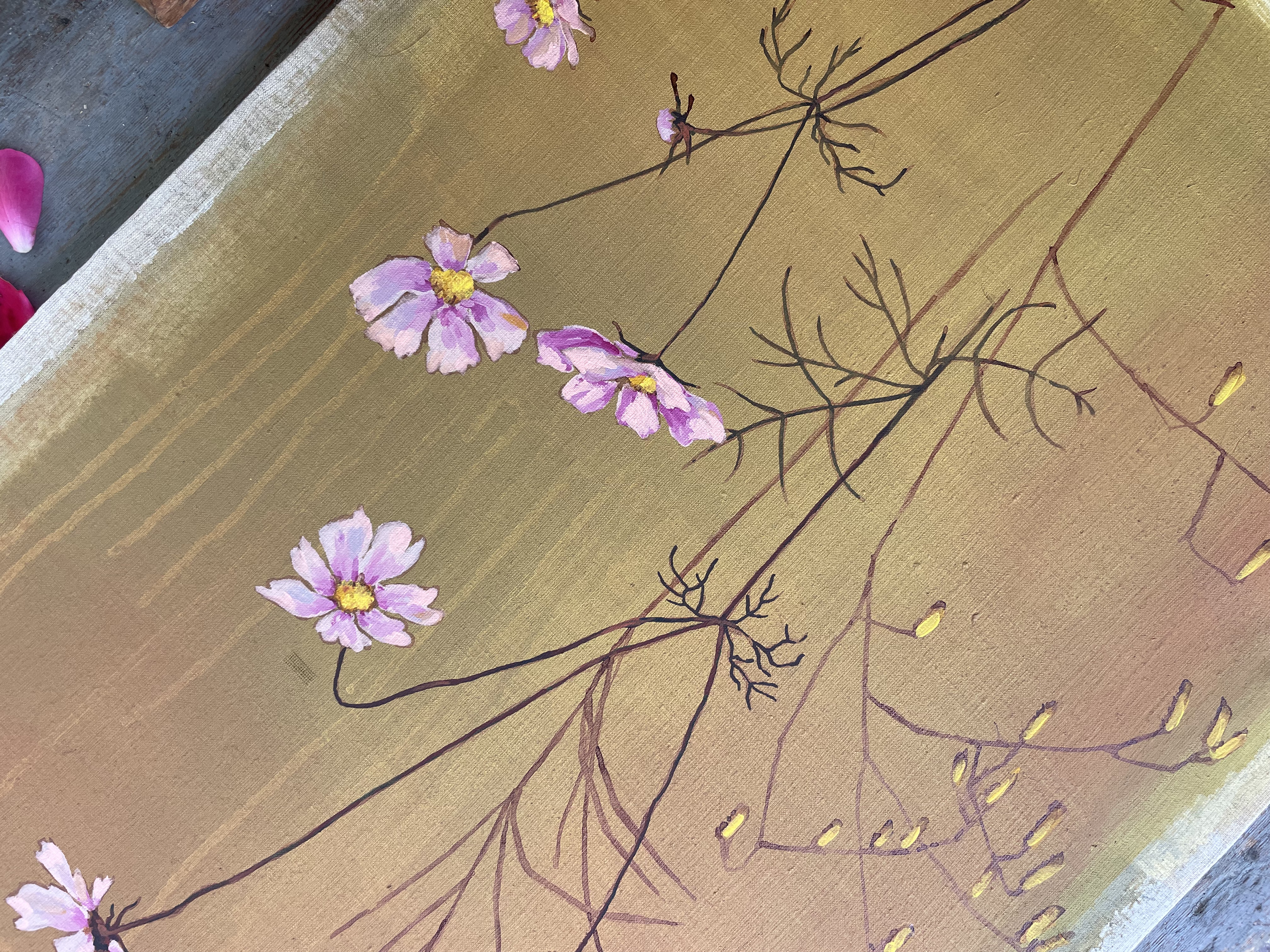 Cosmea