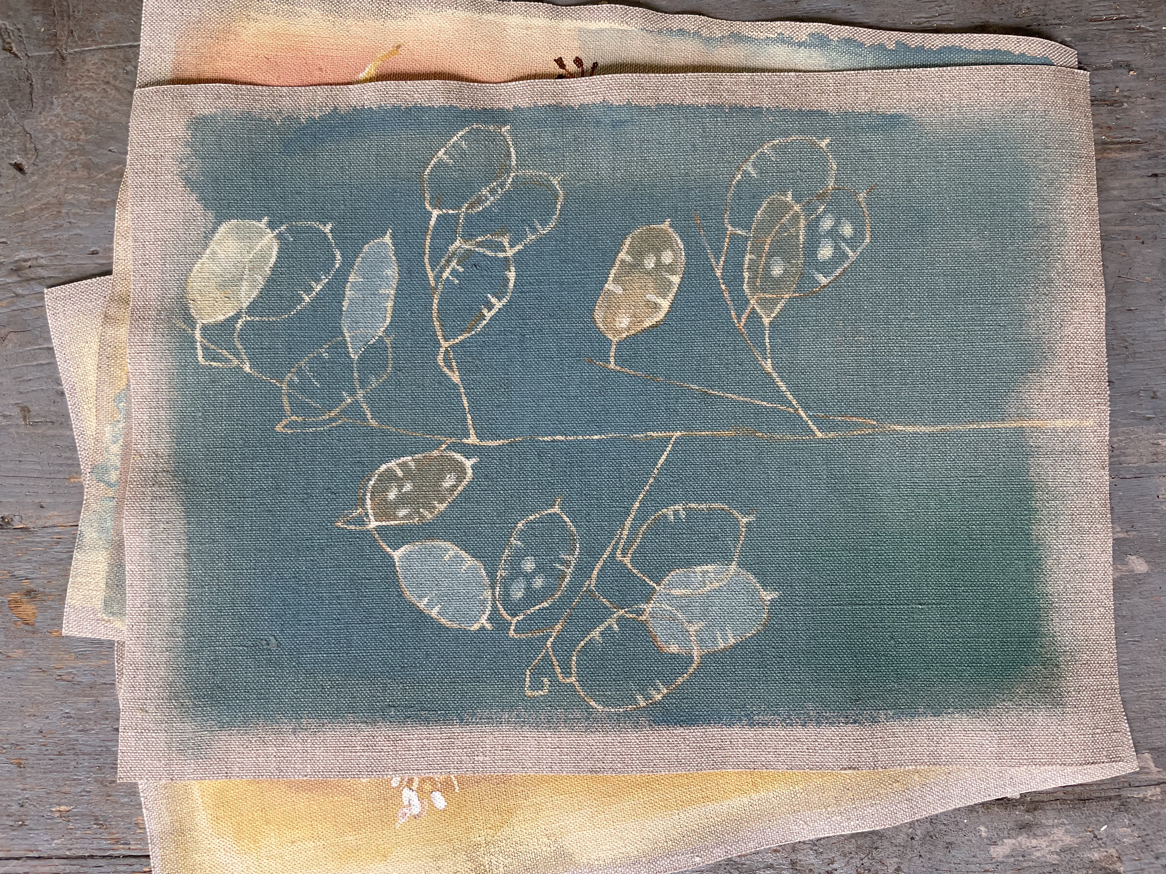 Lunaria