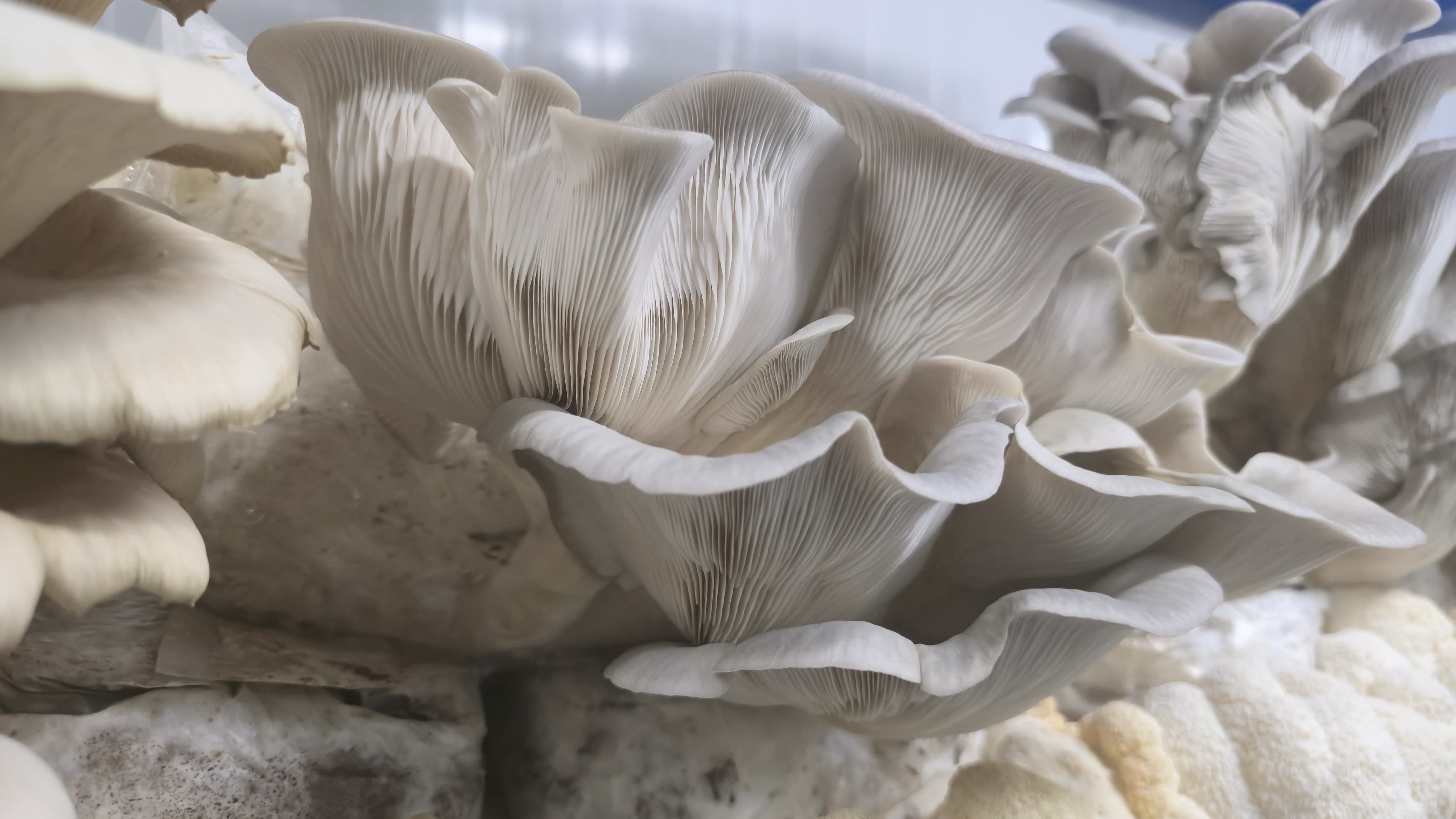 Pleurotes Italiennes