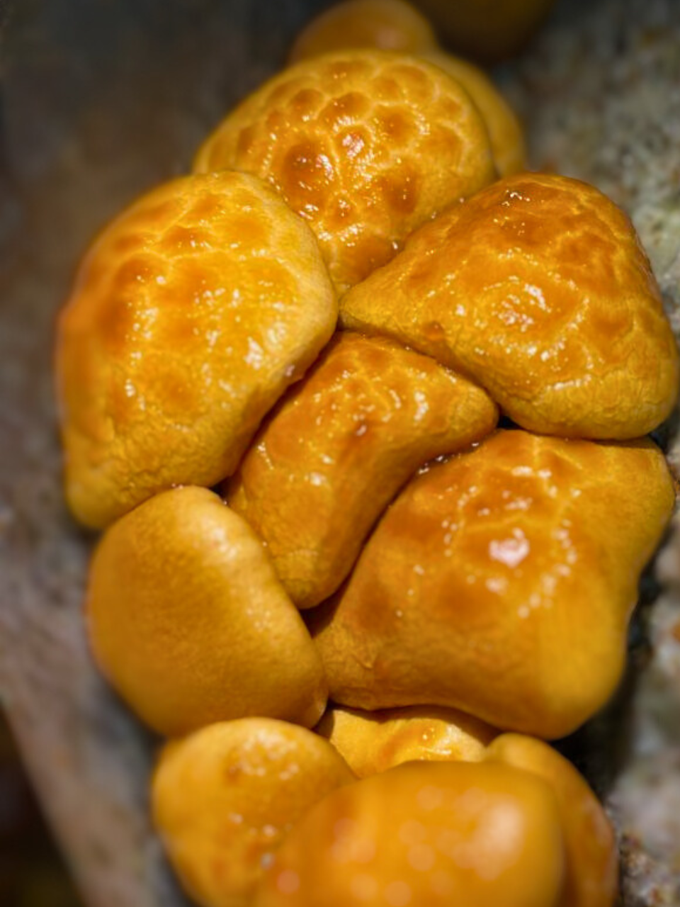 NAMEKO