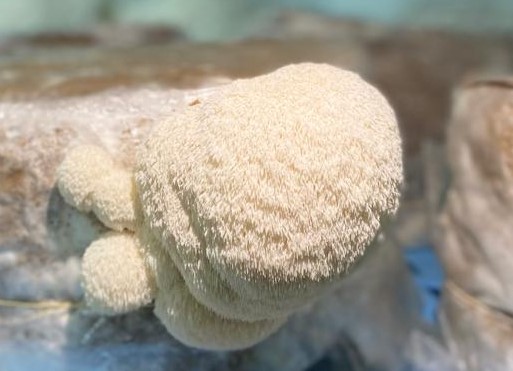  Lion’s Mane (Crinière de Lion)