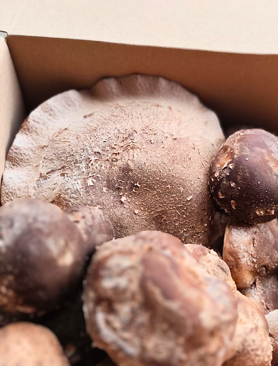 Shiitake