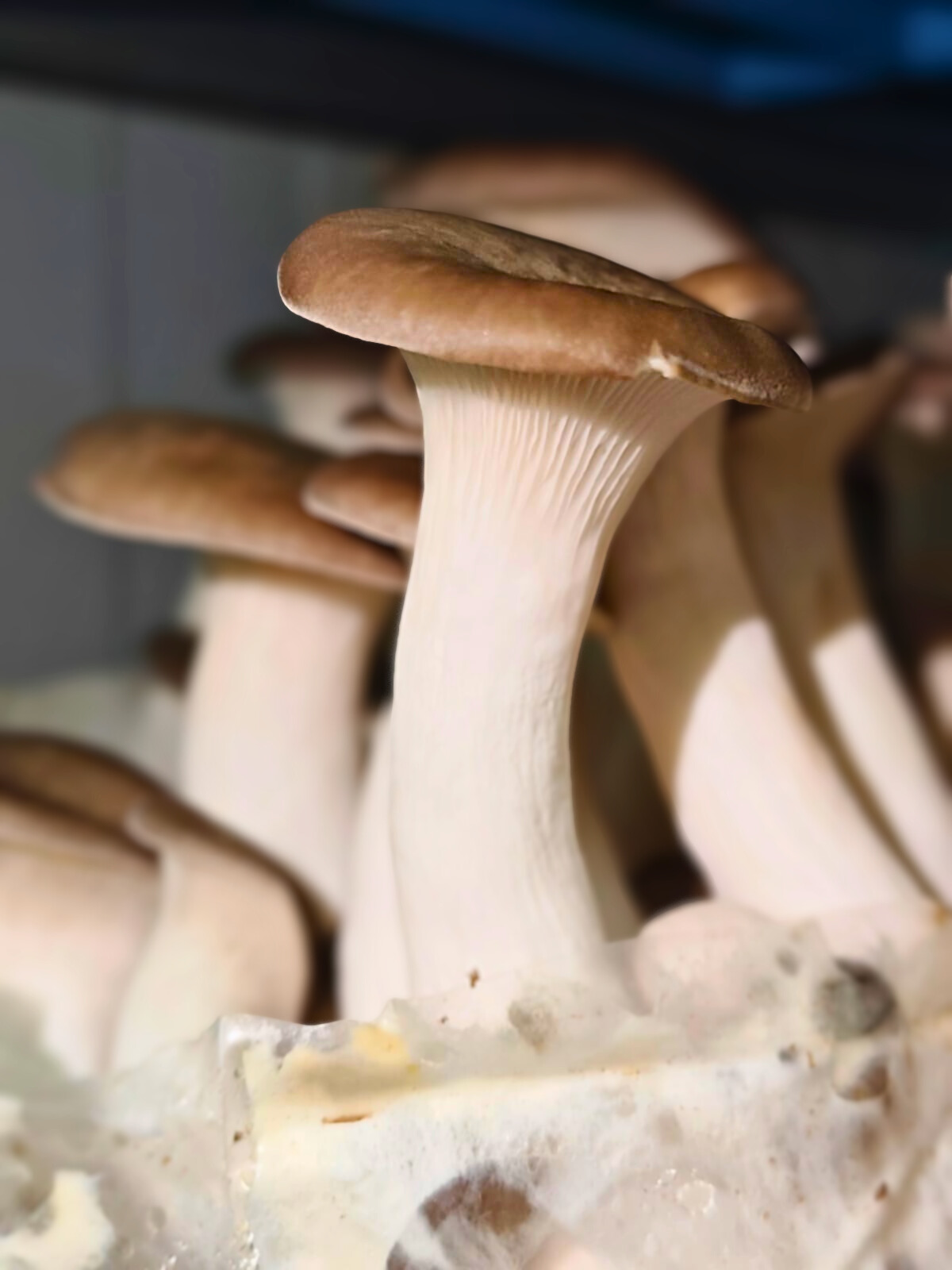 Black Pearl King Oyster