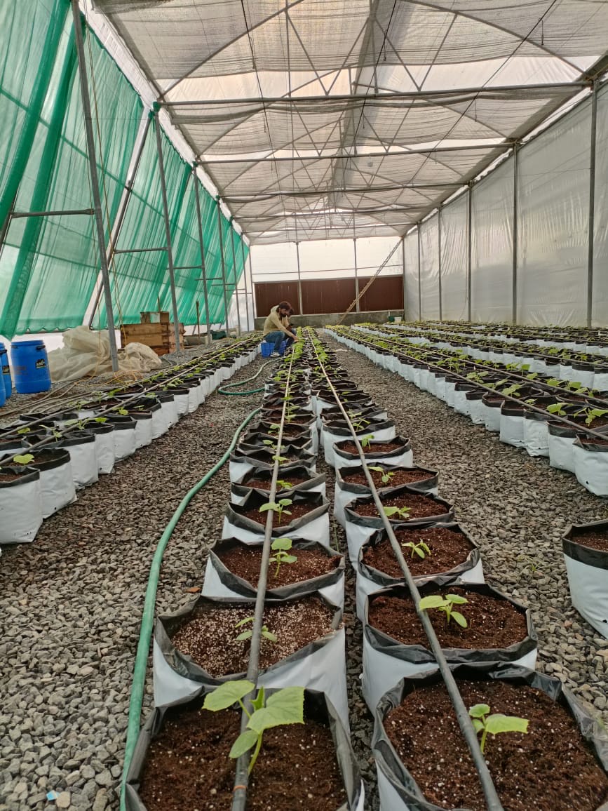 Job Internship Program