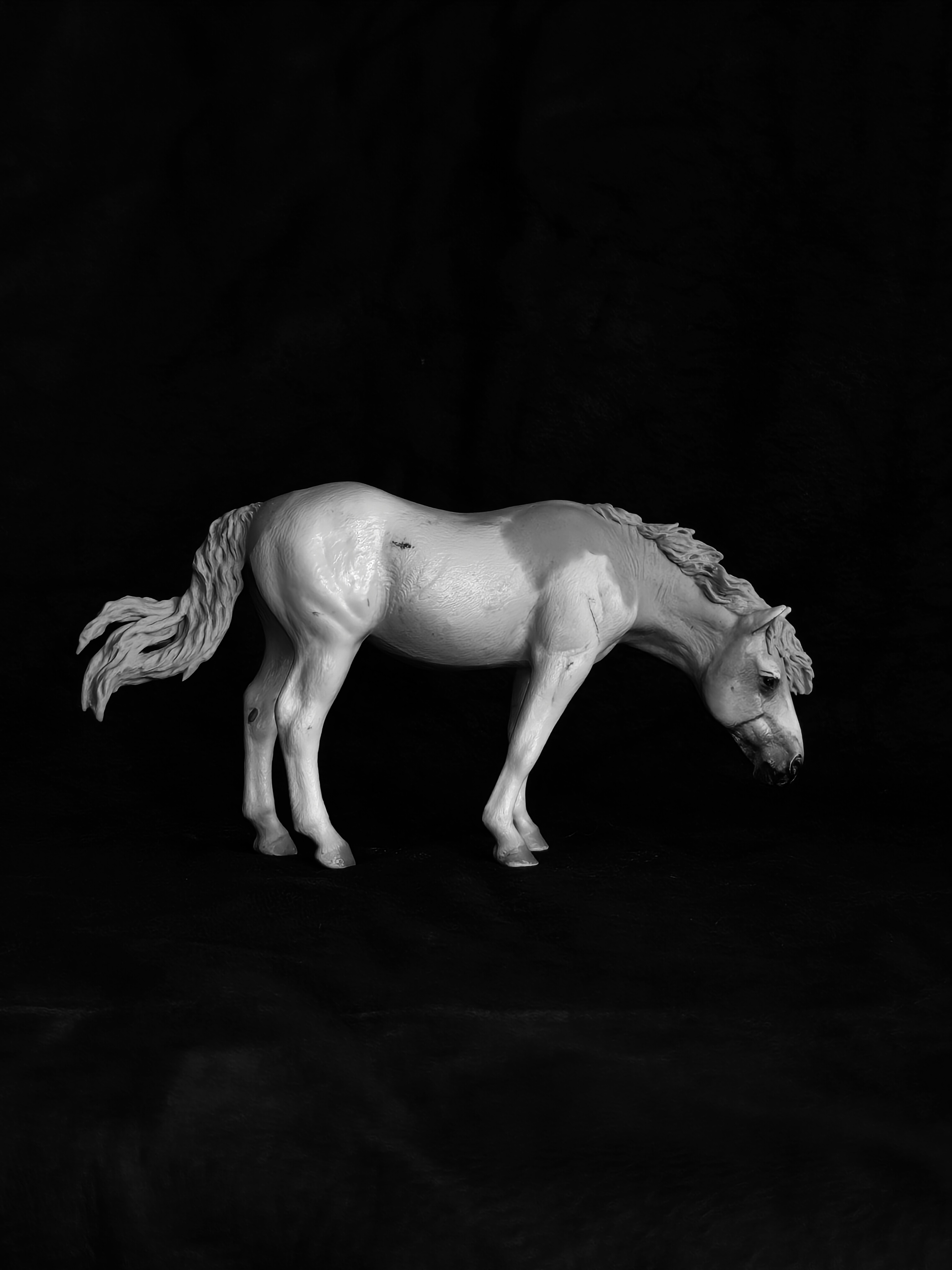 Surprise Horse: Collecta Camargue 