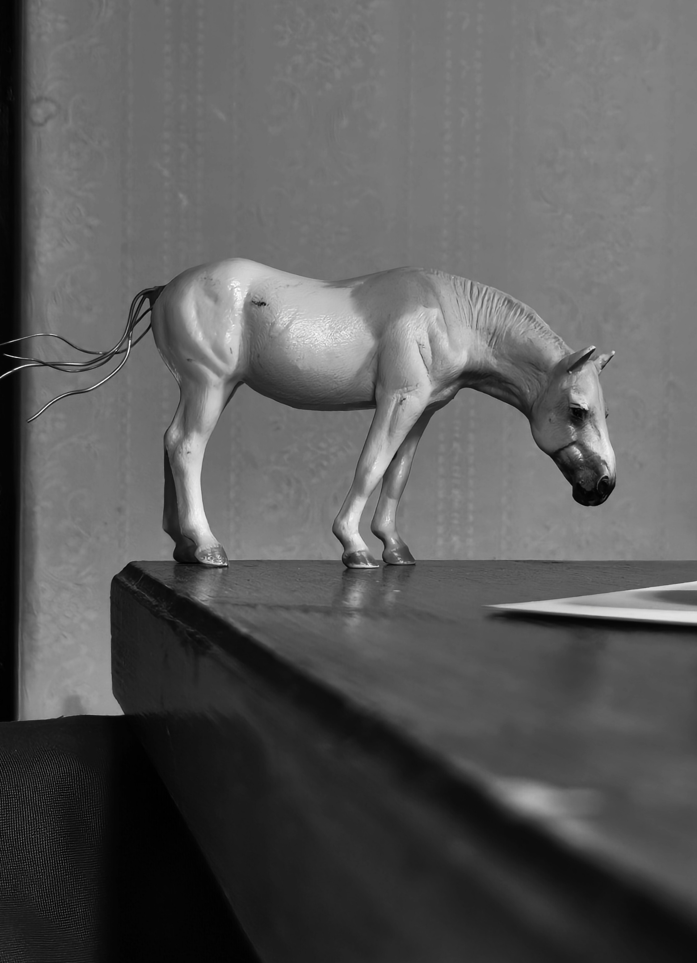 Surprise Horse: Collecta Camargue 