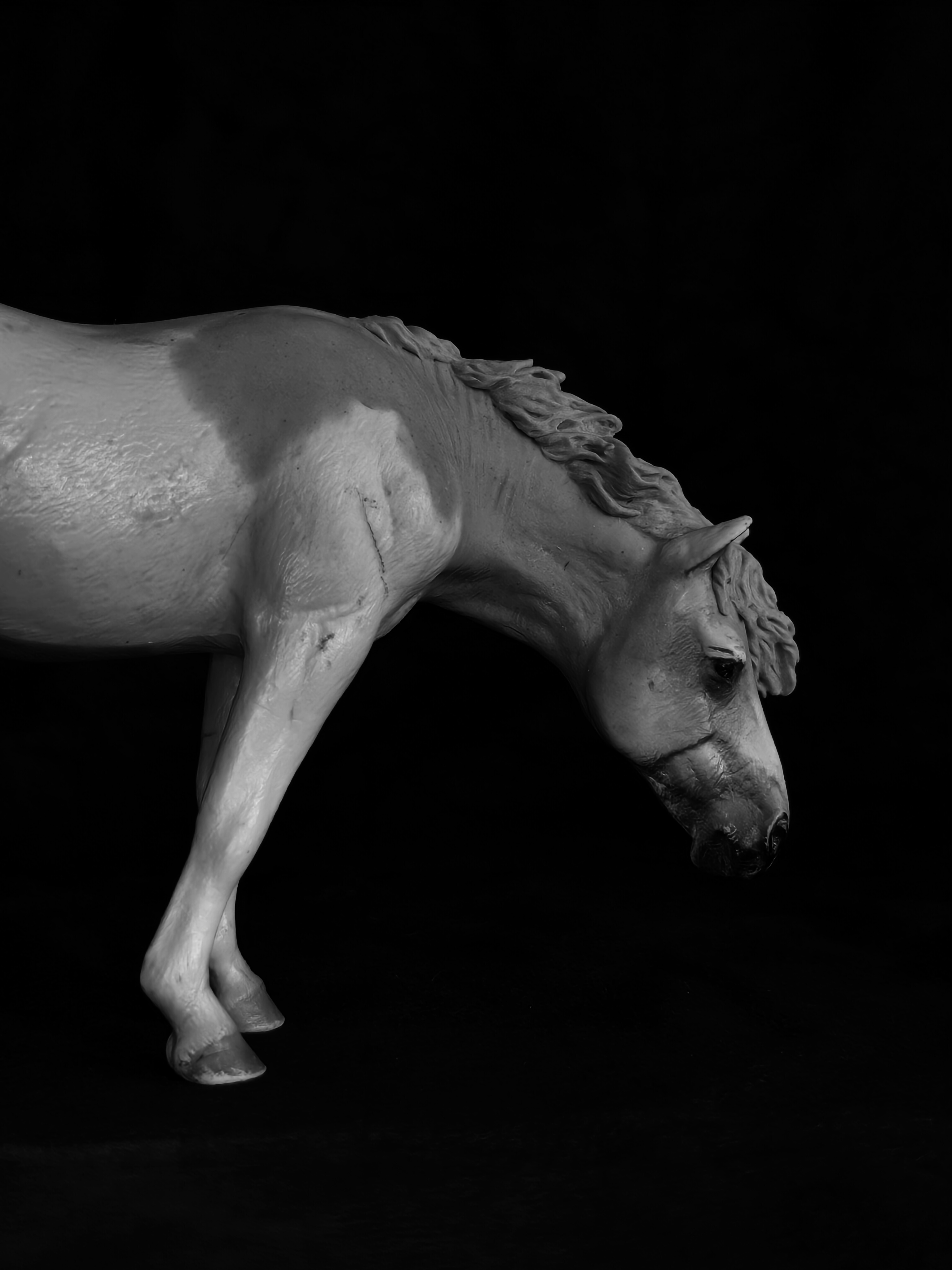 Surprise Horse: Collecta Camargue 