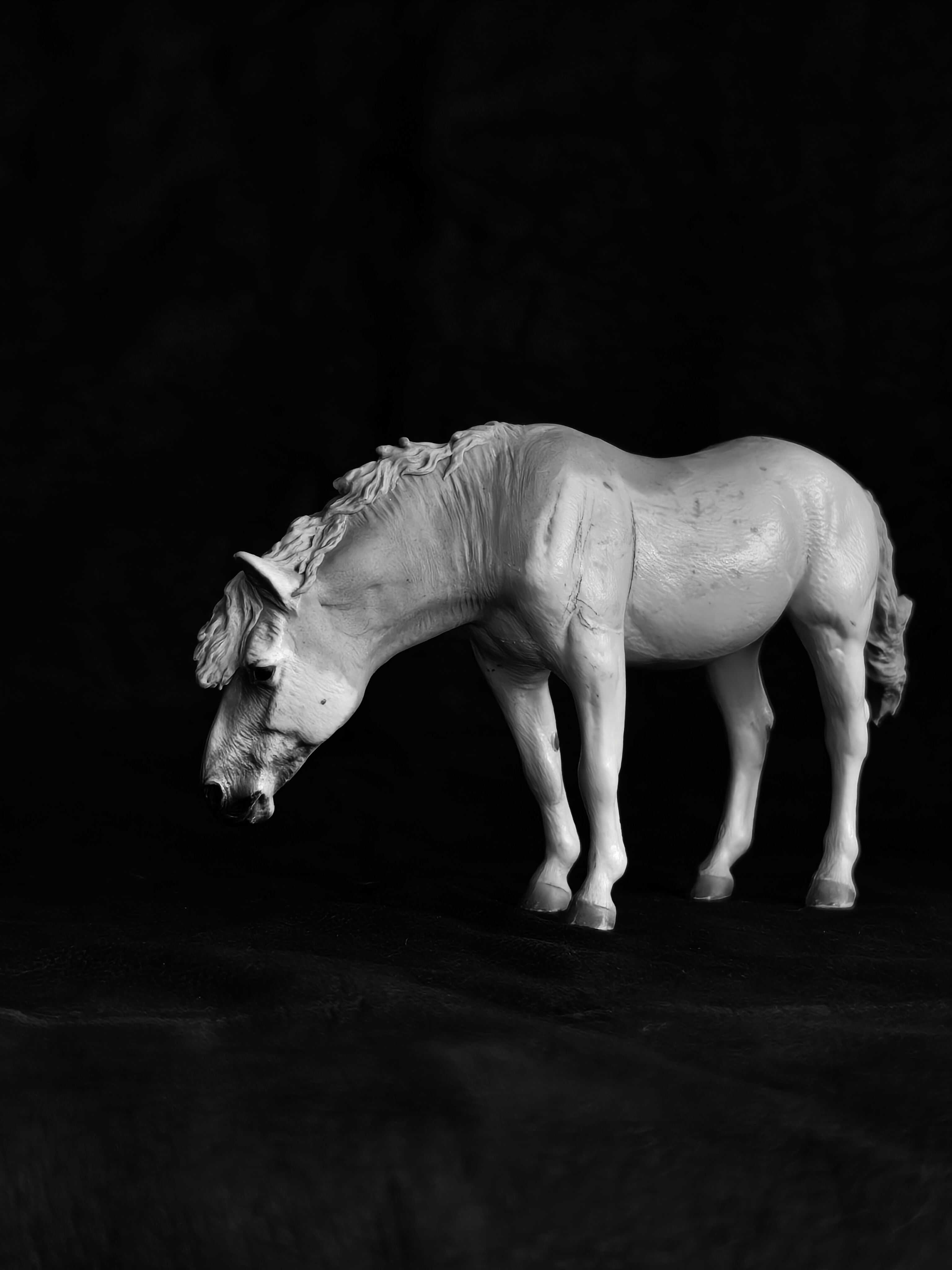 Surprise Horse: Collecta Camargue