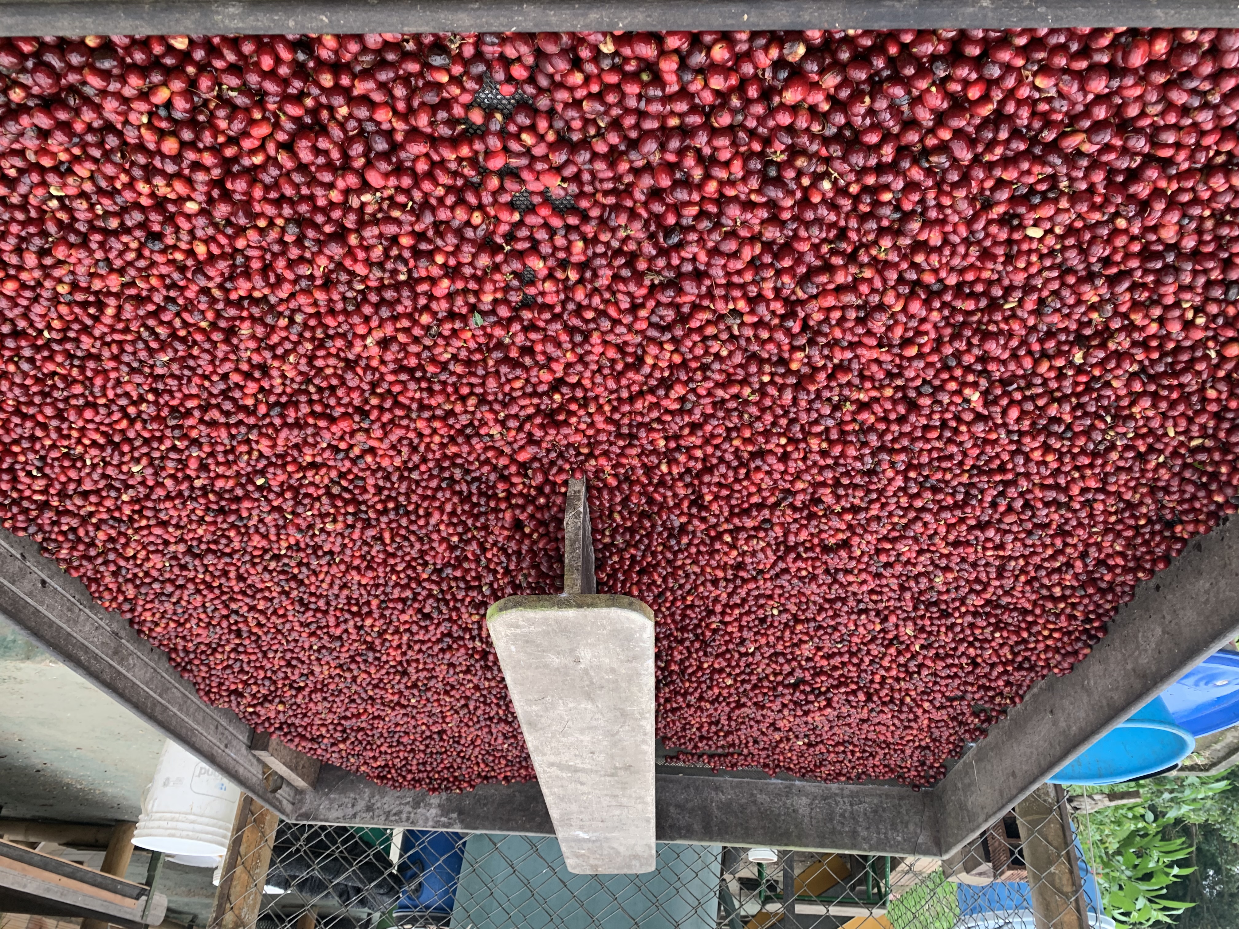 Cerezas confitadas de las Geshas
