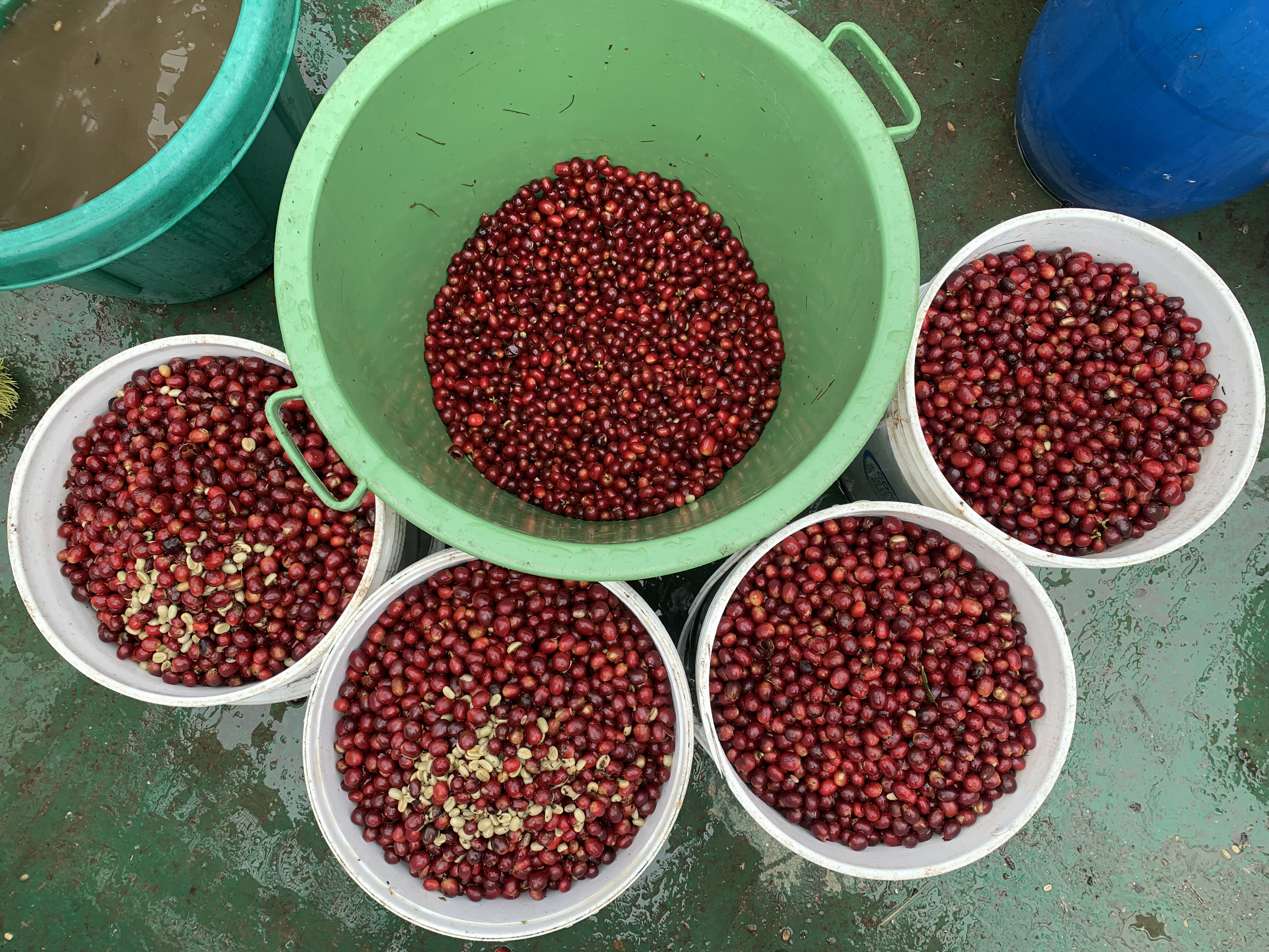 Cerezas confitadas de las Geshas