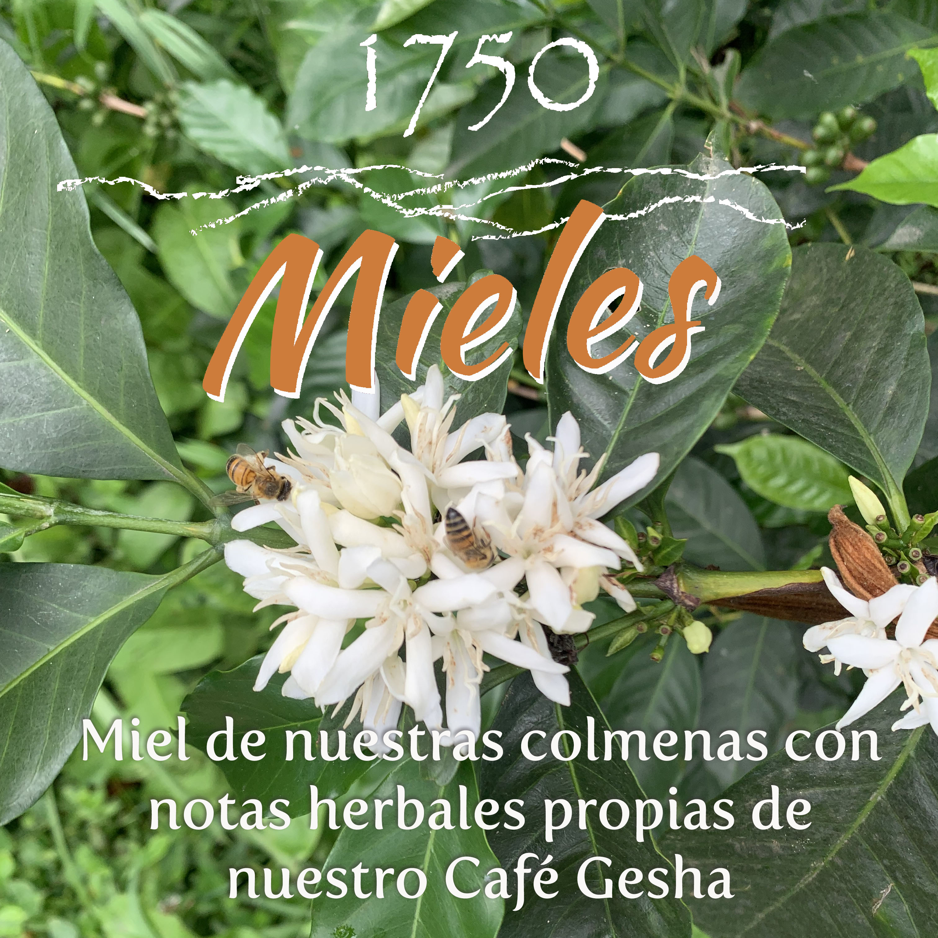 Miel de las Geshas