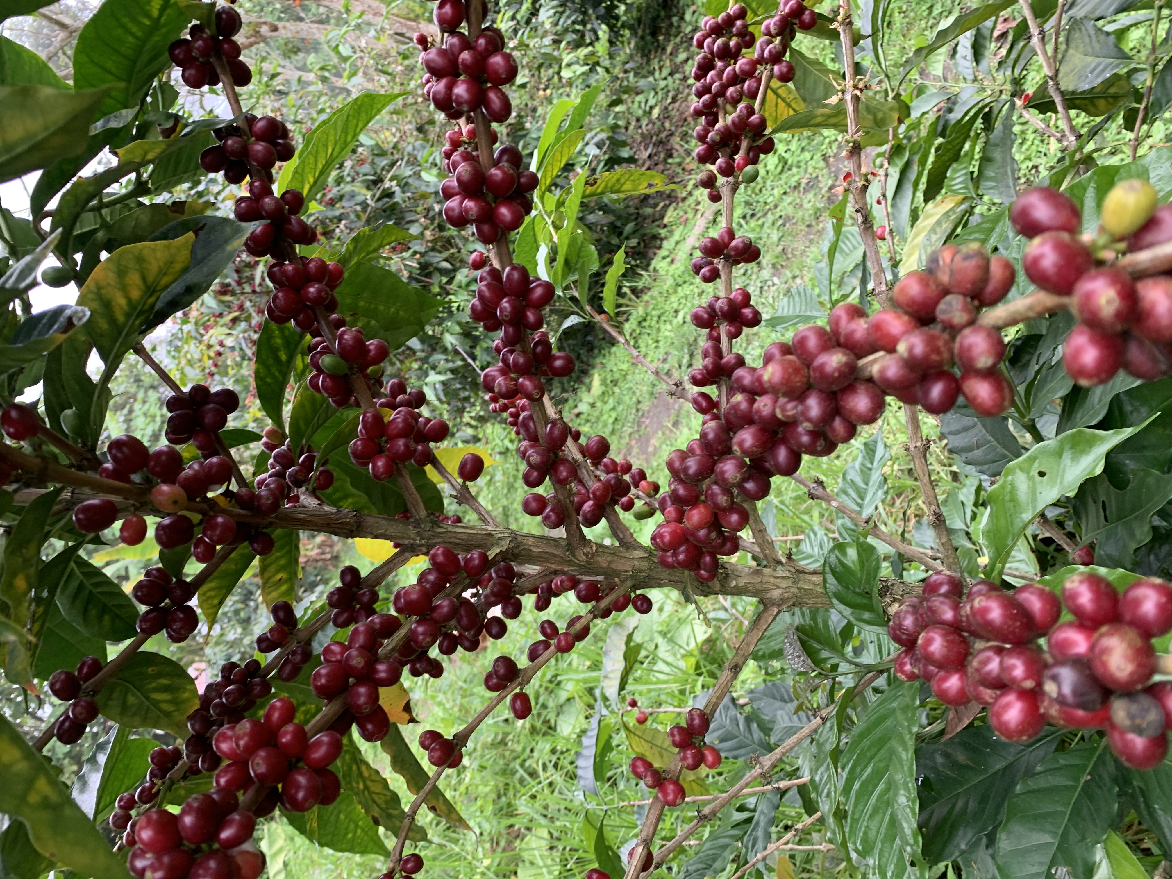 Cerezas confitadas de las Geshas