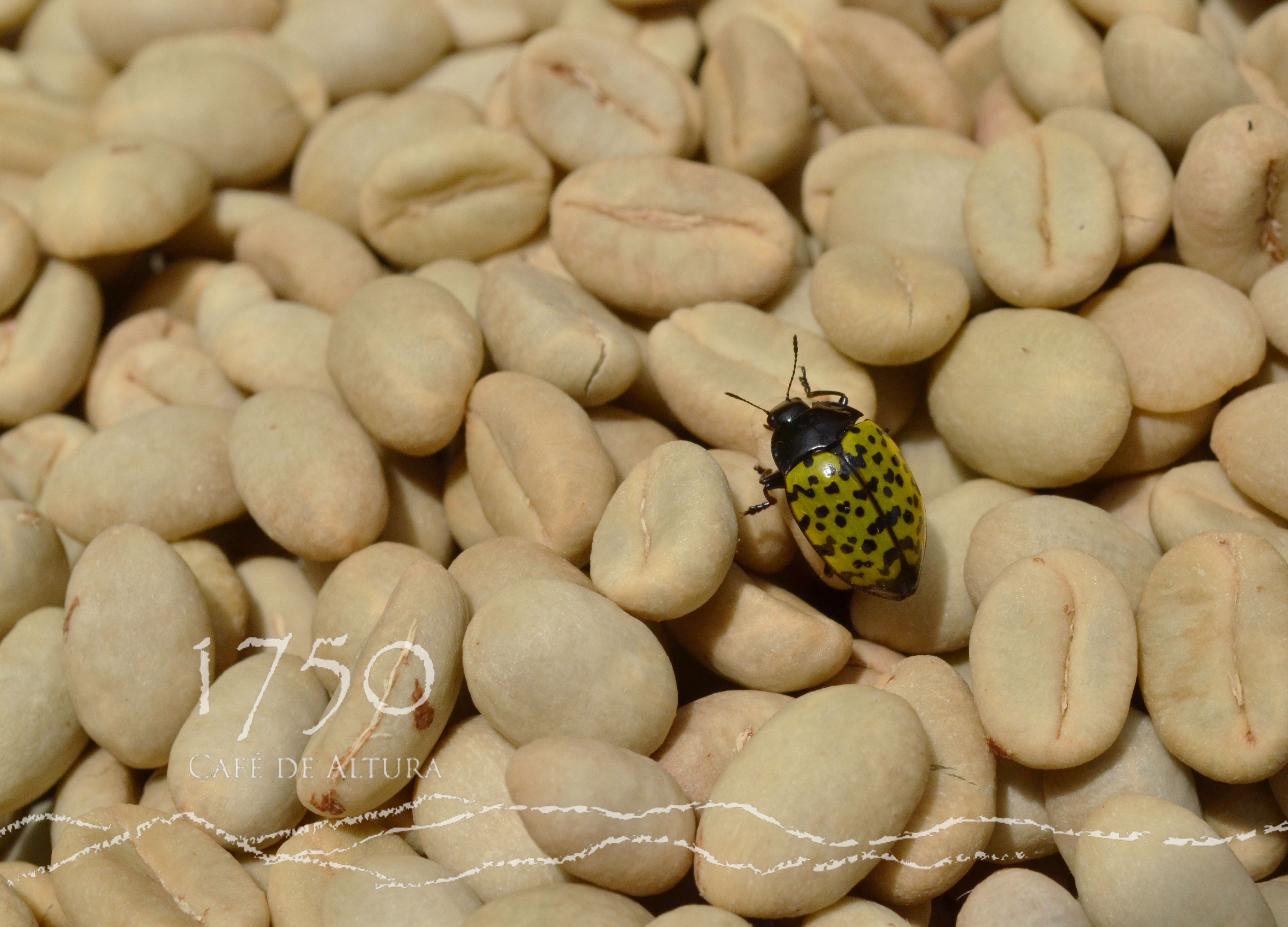 Café 1750 Pergamino