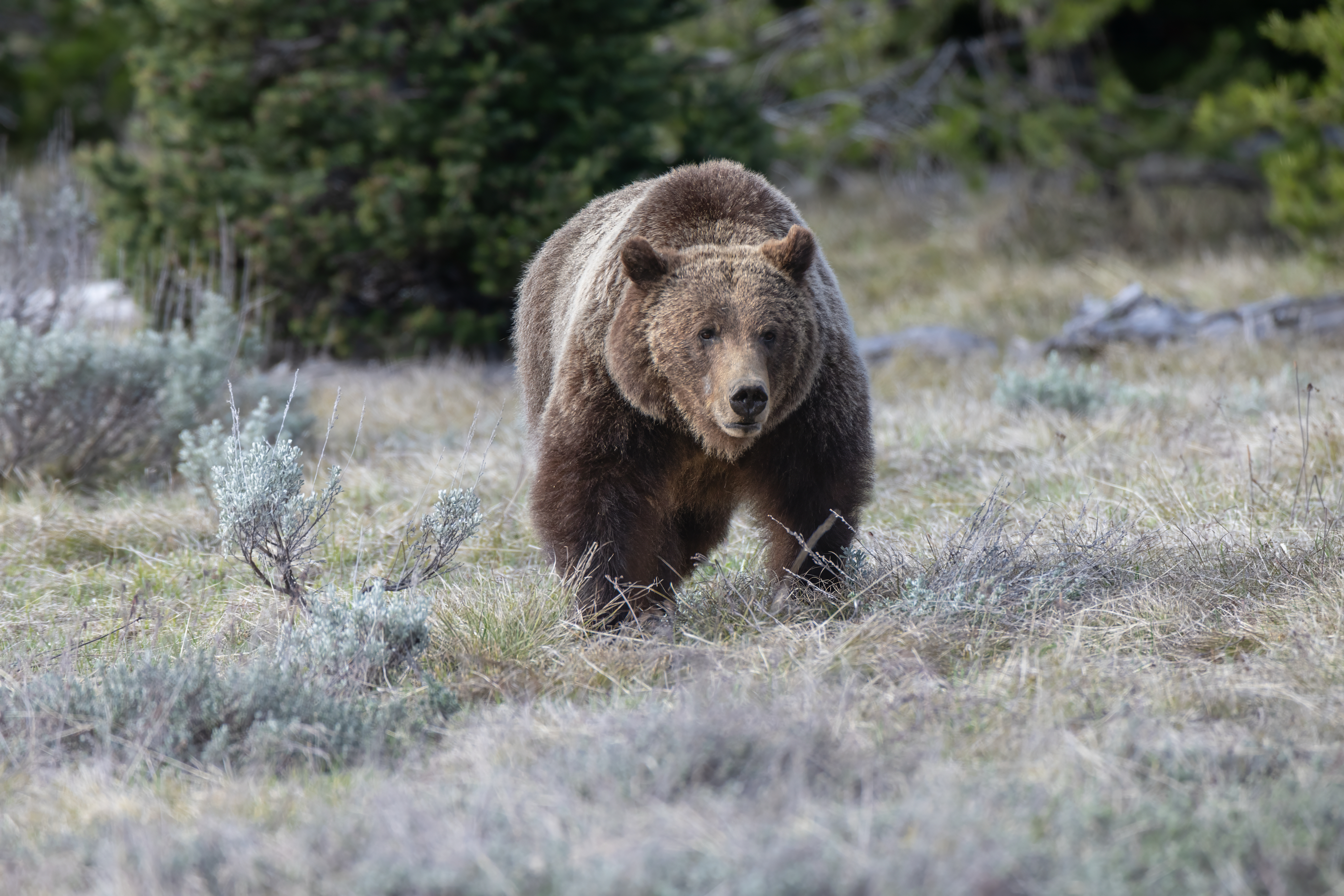 The Queen Of The Tetons 