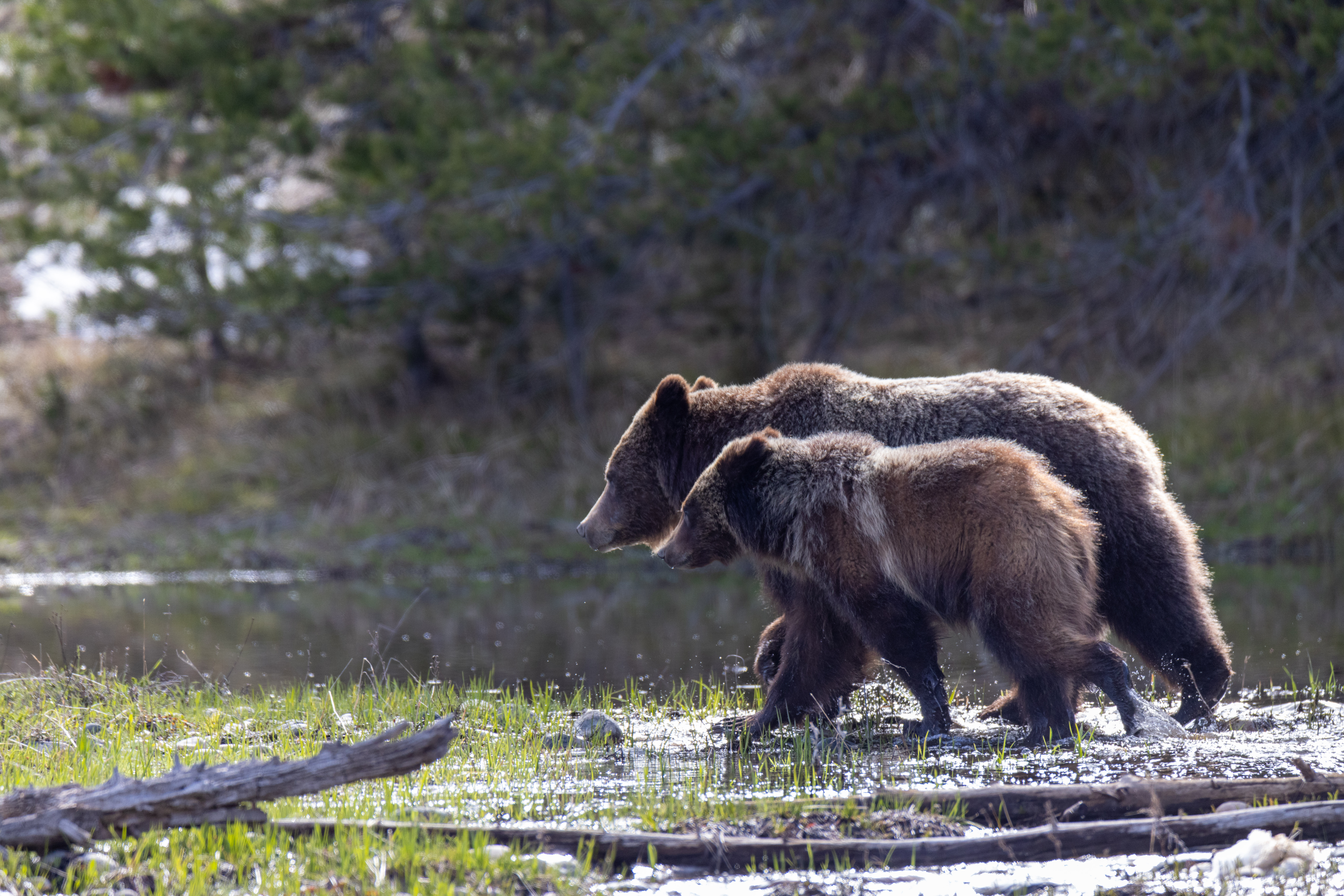 Grizzly Bear 399 and Spirit