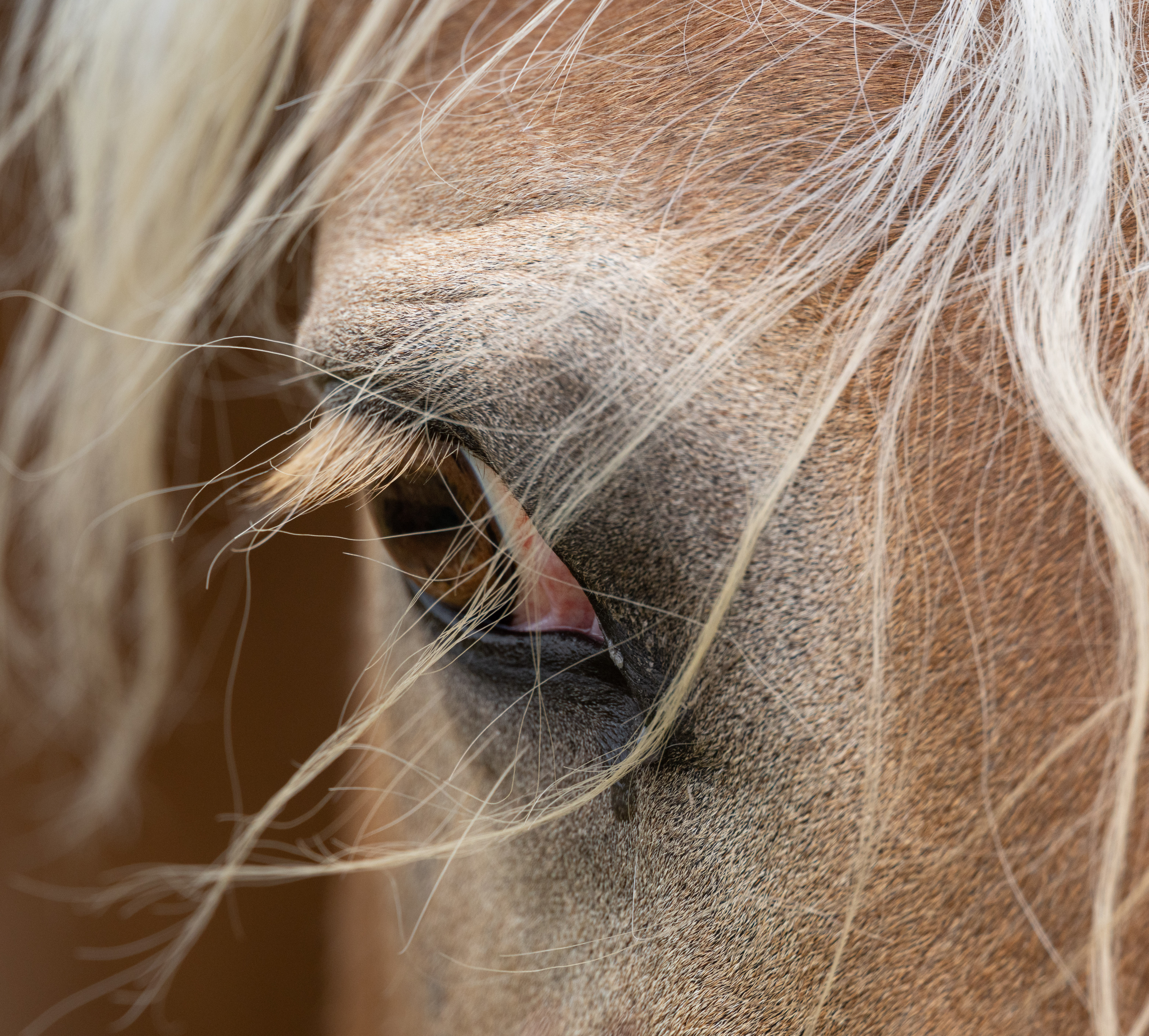 Horse in Kauai