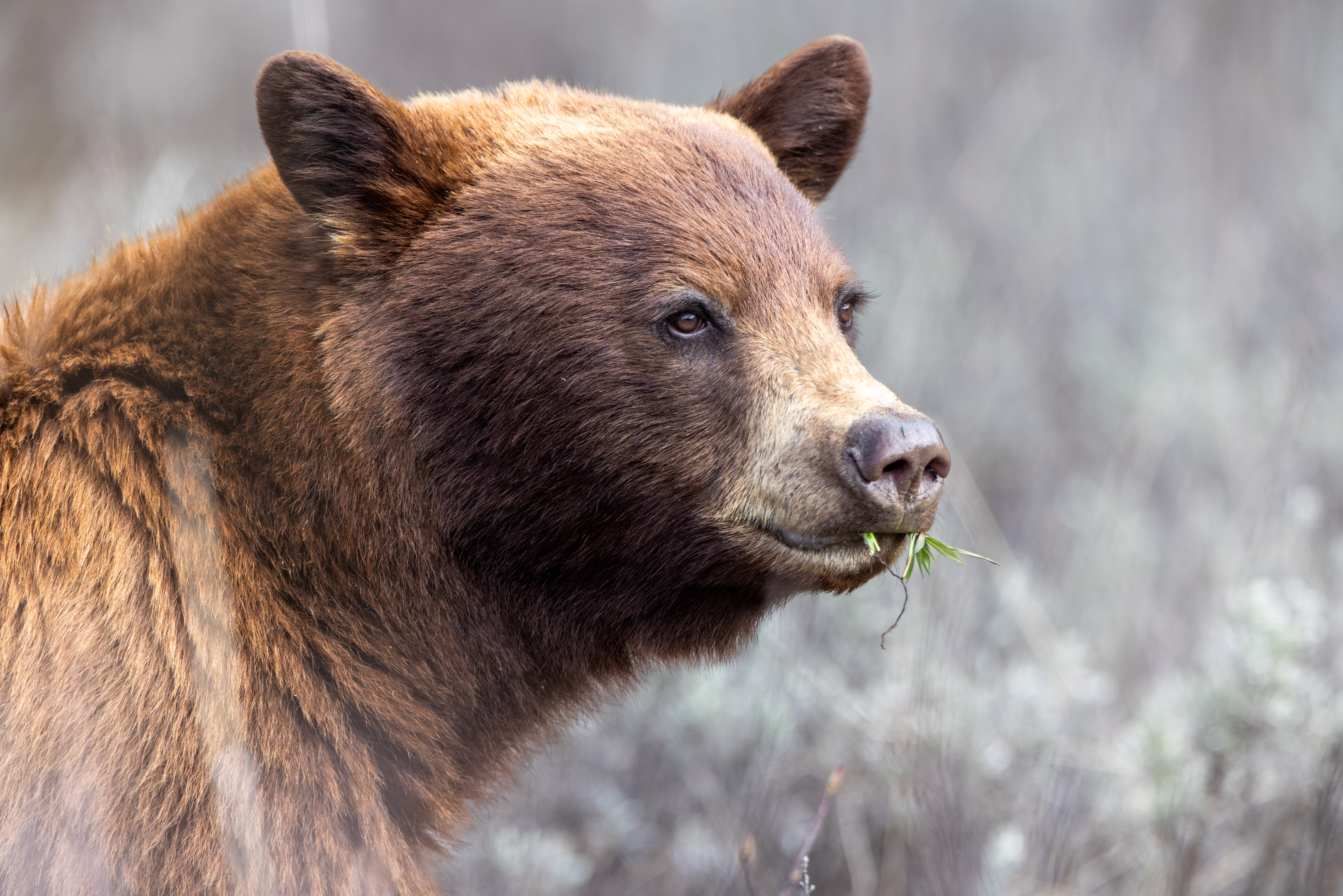 Cinnamon American Black Bear