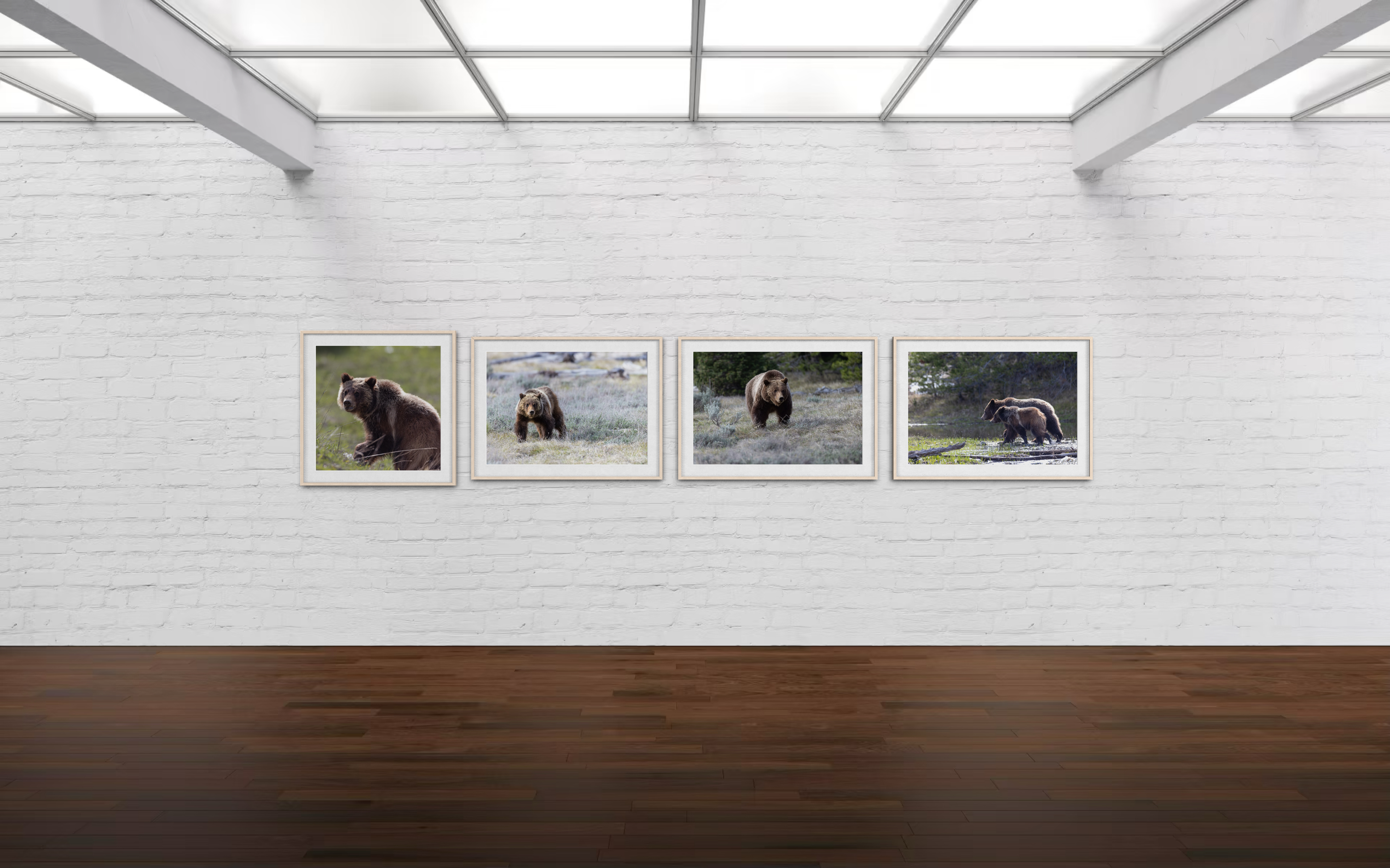 Spirit Grizzly Bear 399 Cub