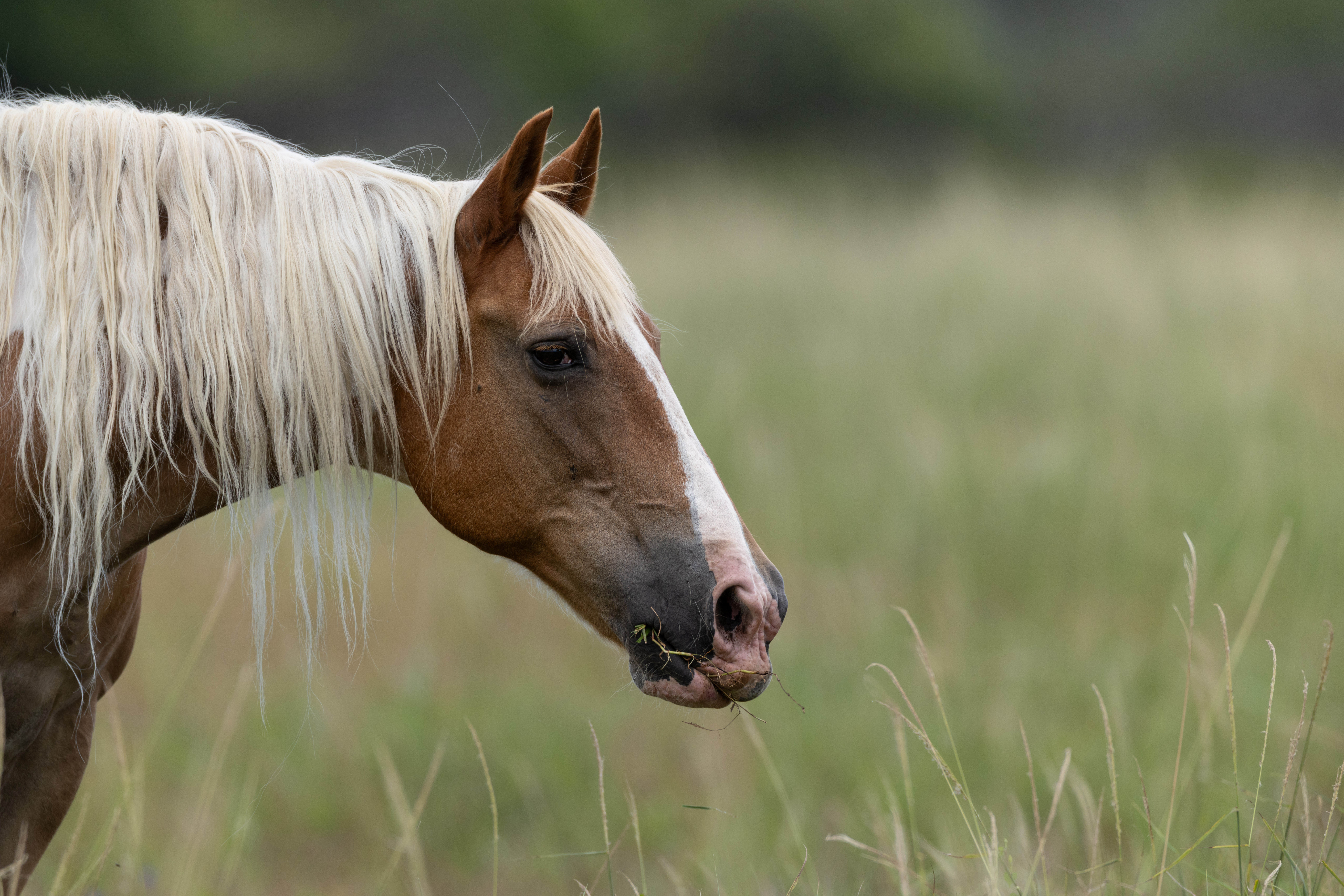 Horse in Kauai 