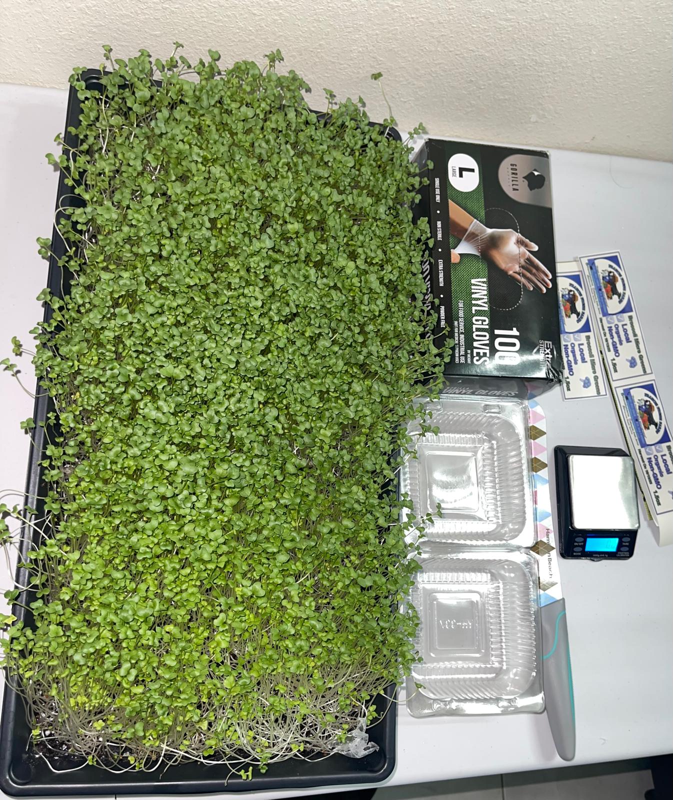 Microgreens - Broccoli