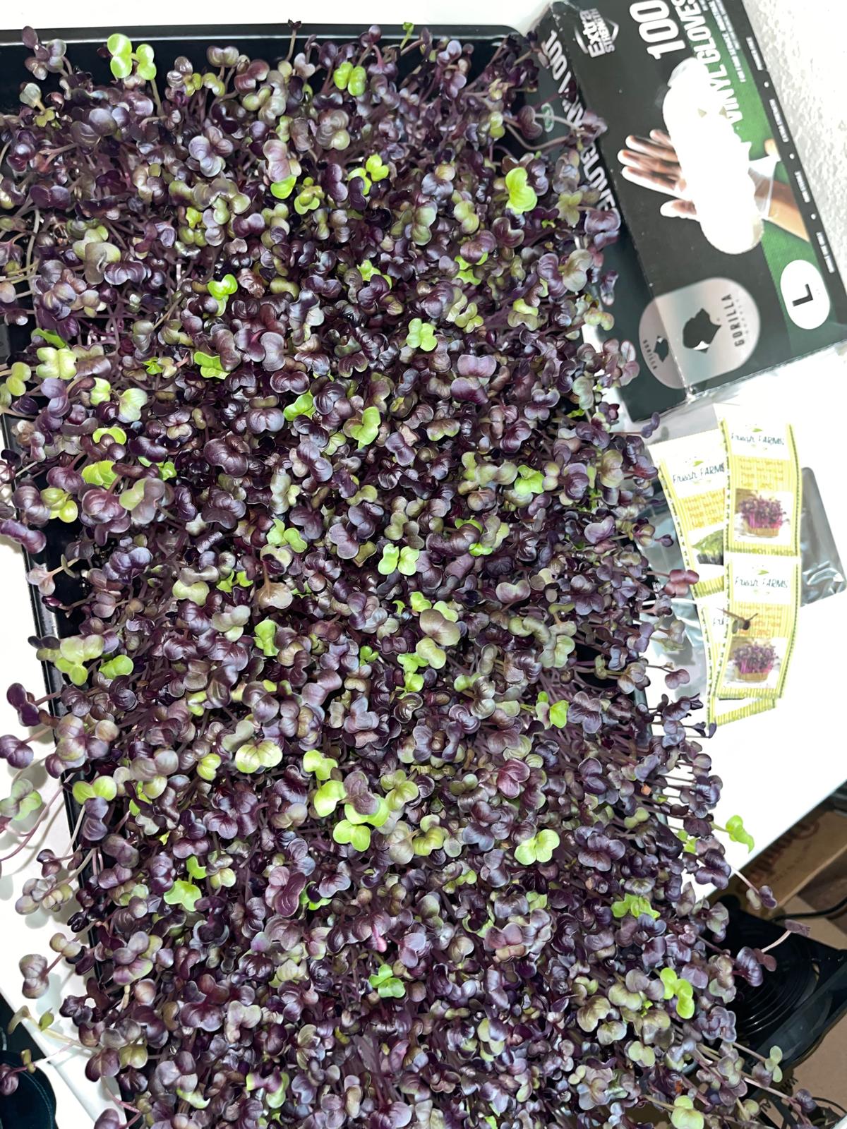 Rambo Red Radish Microgreens