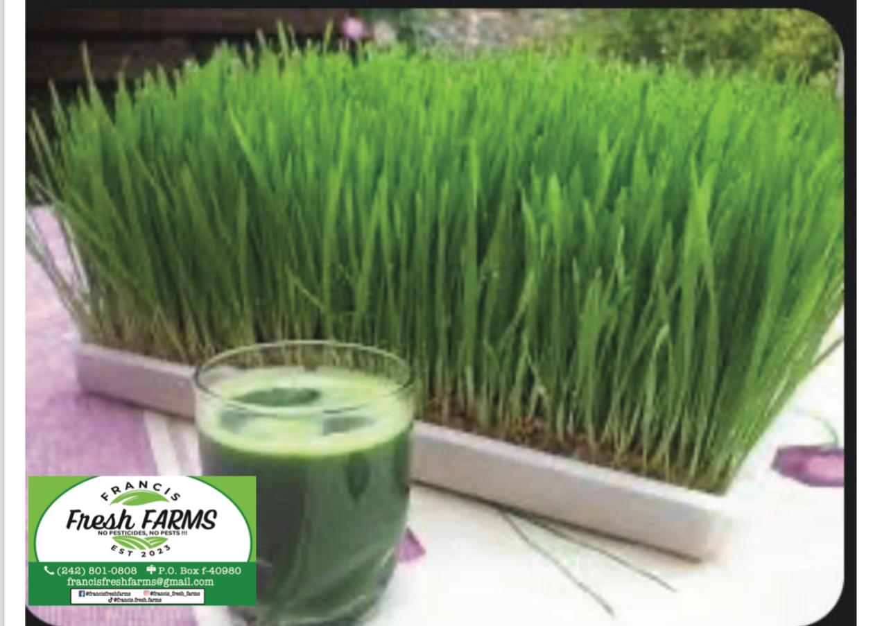 Wheatgrass Tray 