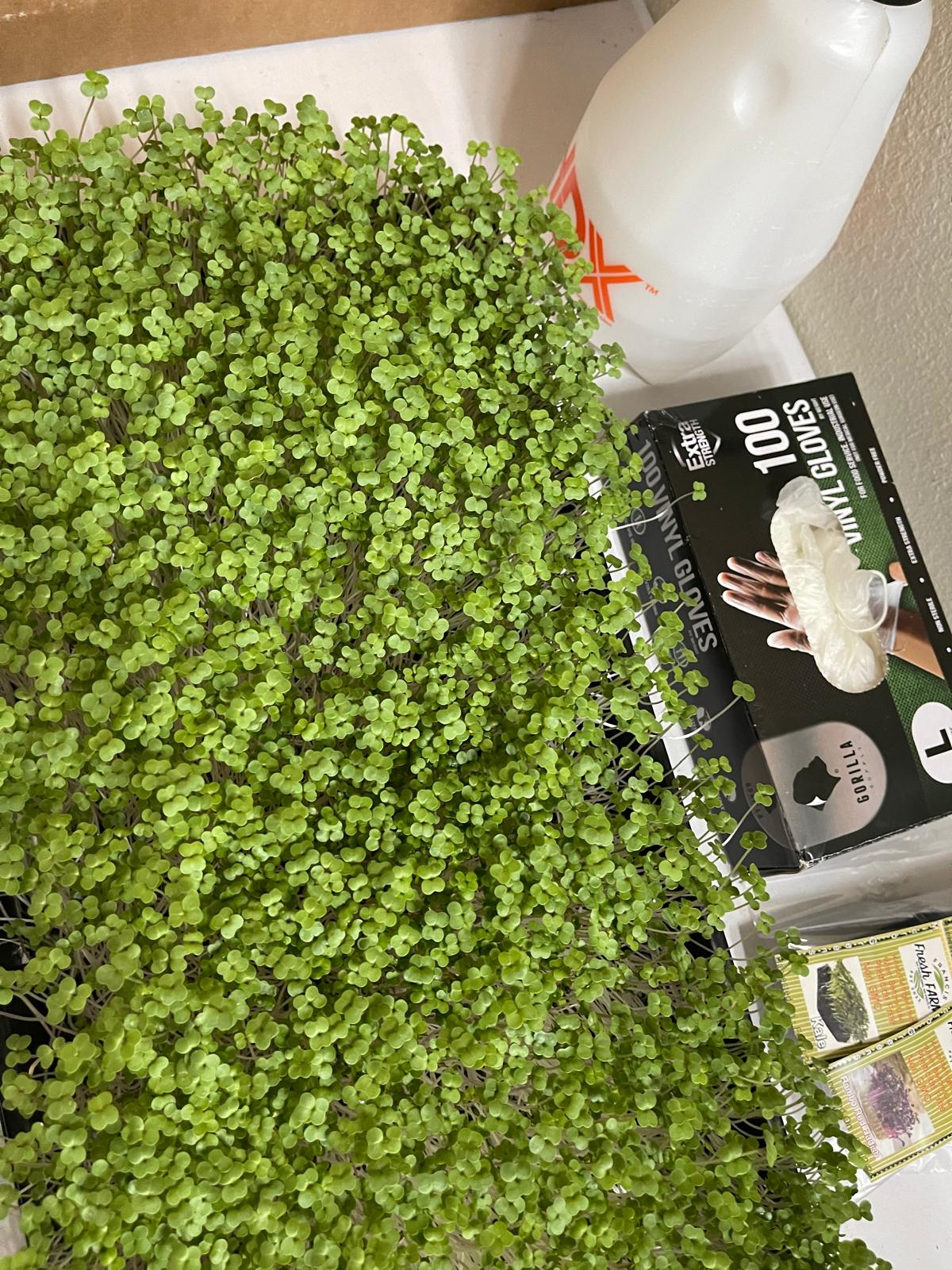 Kale Microgreens