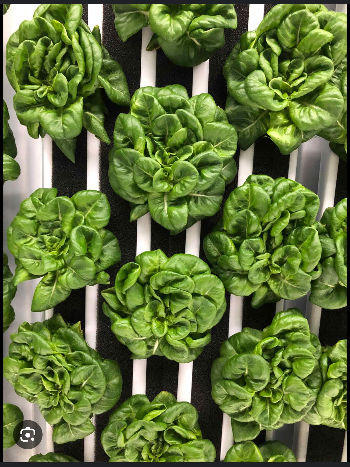 Hydroponic Butterhead Lettuce