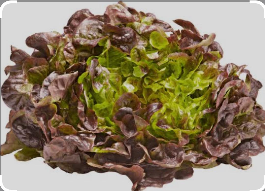 Red Oak Leaf Lettuce