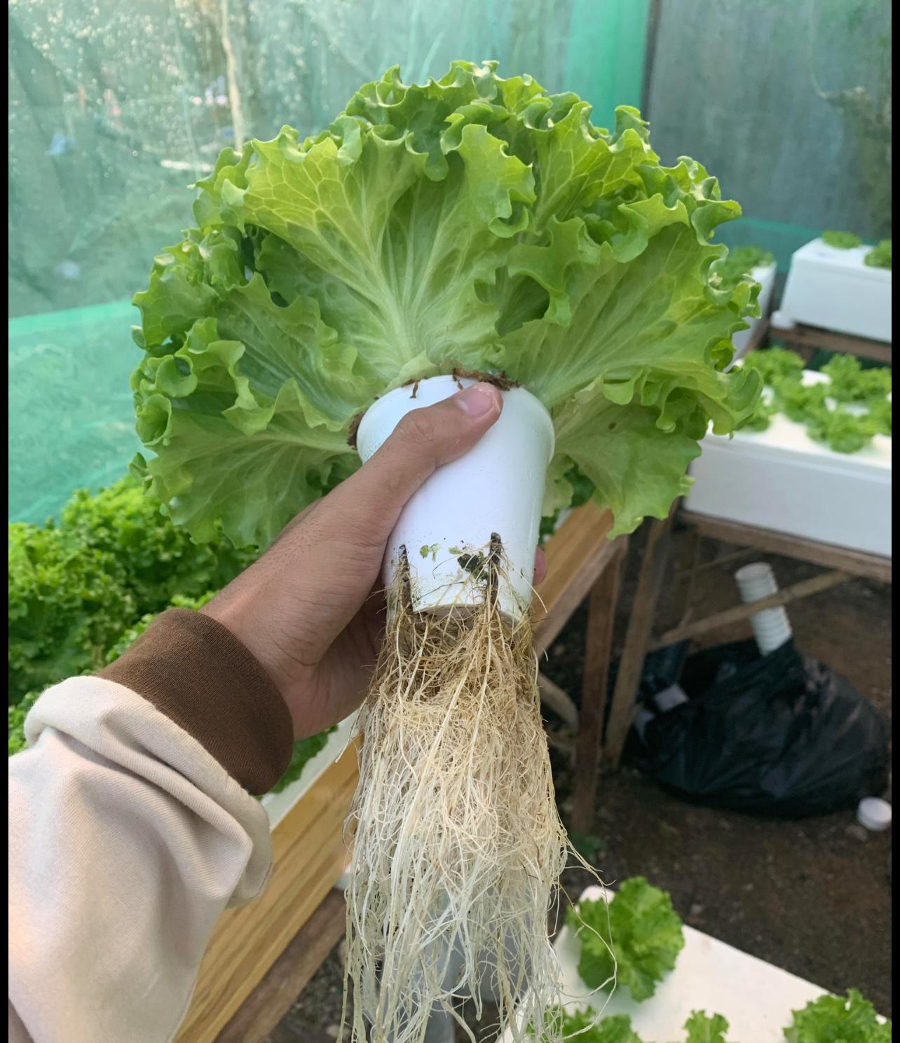 Fresh Summer Crisp Lettuce