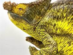 黃巨人帕森變 (Yellow Giant Calumma Parsonii)