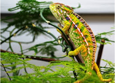 地談變色龍 (Furcifer Lateralis)