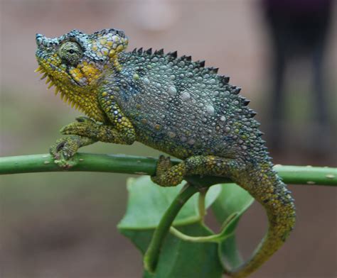 頭盔 (Trioceros Hoehnelii)