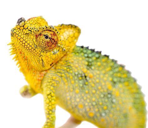 頭盔 (Trioceros Hoehnelii)