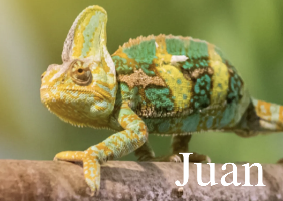 巨型傑克森 (Trioceros Jacksonii Xantholophus)