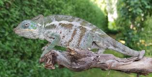 宜崩果 (Ivongo)