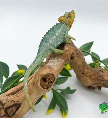 頭盔 (Trioceros Hoehnelii)