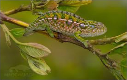 地談變色龍 (Furcifer Lateralis)