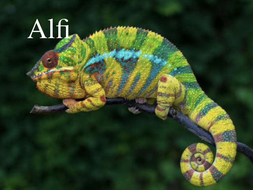 巨型傑克森 (Trioceros Jacksonii Xantholophus)