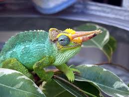 梅魯傑克森 (Trioceros Merrumontanus Jacksonii)
