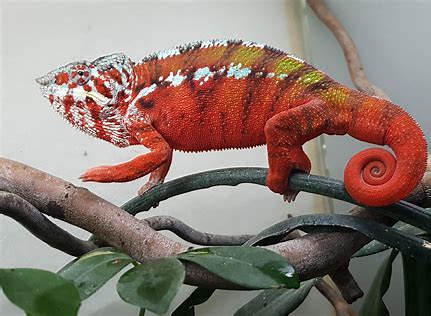 塔瑪黛夫 (Tamatave)