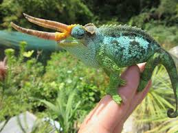 梅魯傑克森 (Trioceros Merrumontanus Jacksonii)