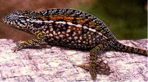 地談變色龍 (Furcifer Lateralis)
