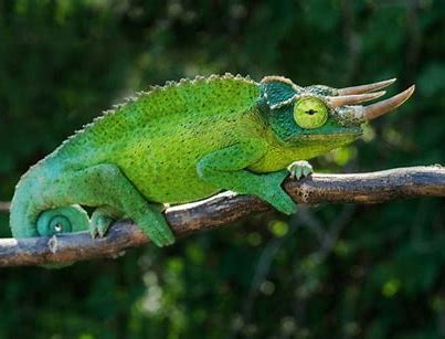 巨型傑克森 (Trioceros Jacksonii Xantholophus)
