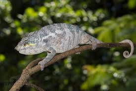 宜崩果 (Ivongo)