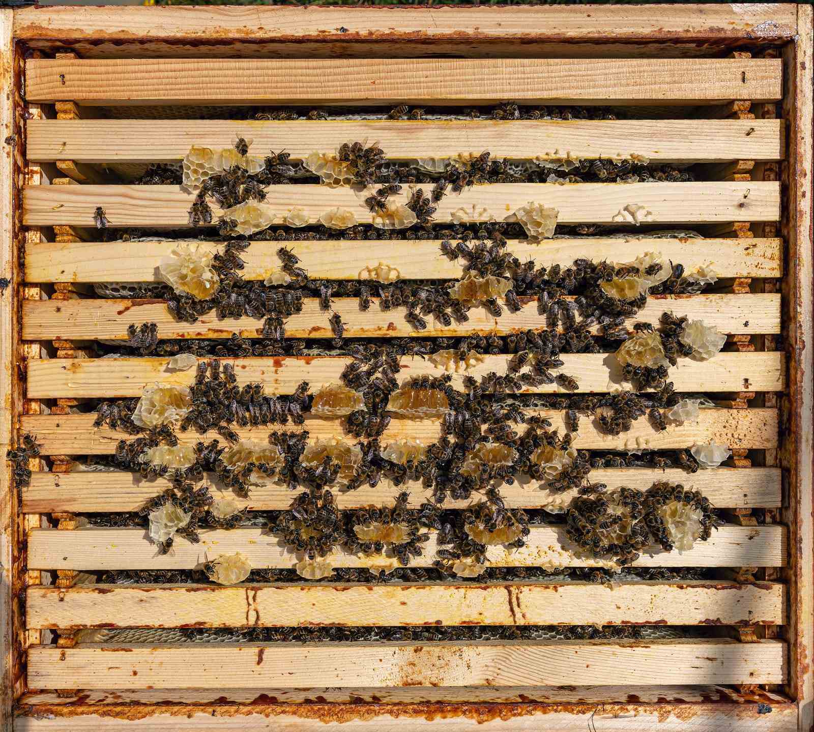 Honeybee Colony for Beekeepers