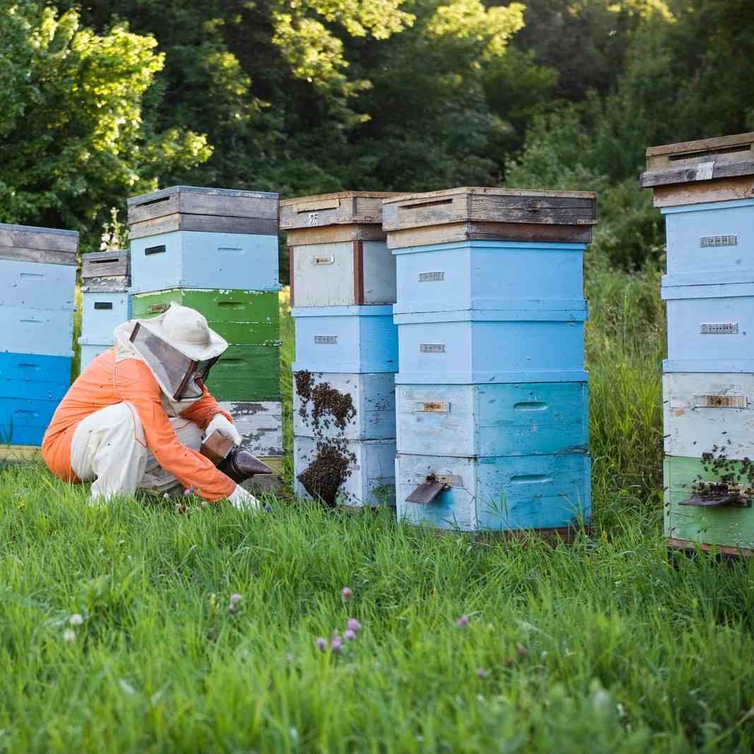 Beehive Boxes with Frame | Real Wood | Buy With or Without Colony