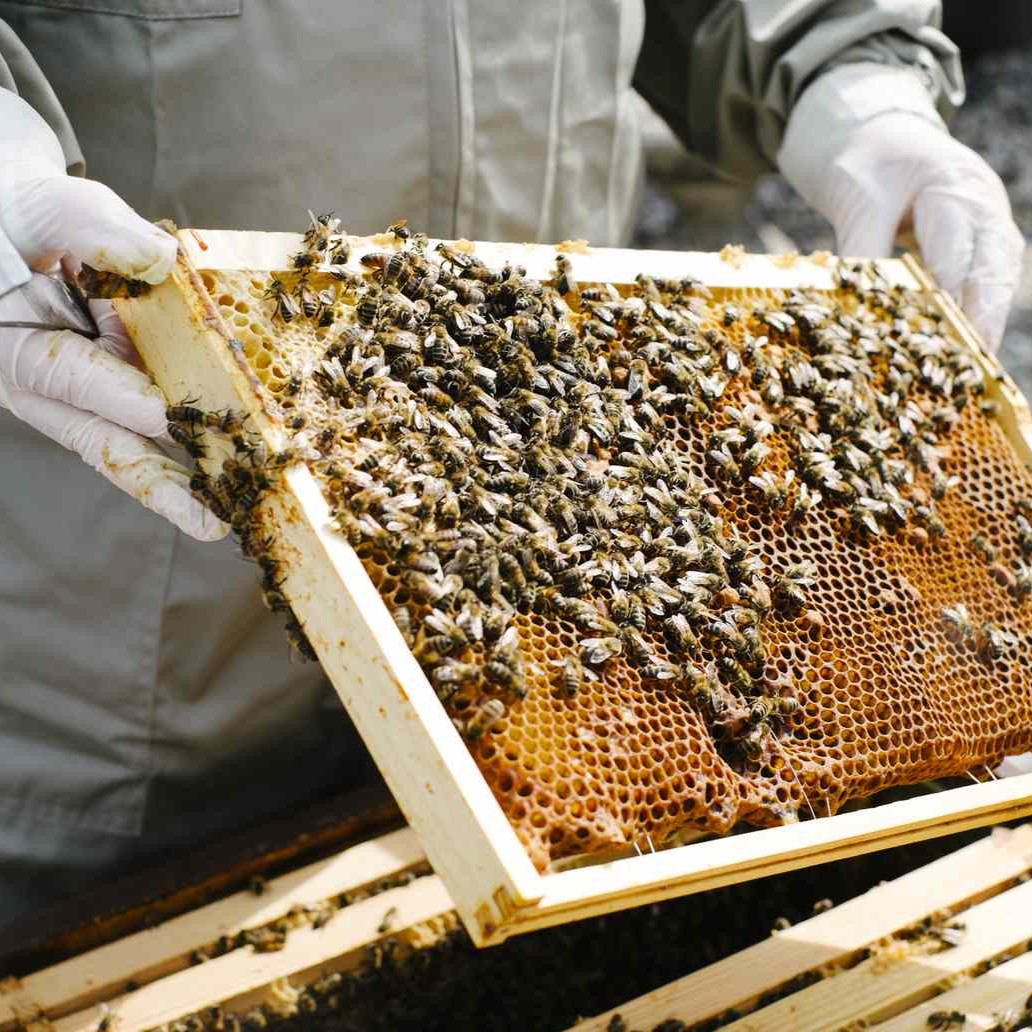 Honeybee Colony for Beekeepers