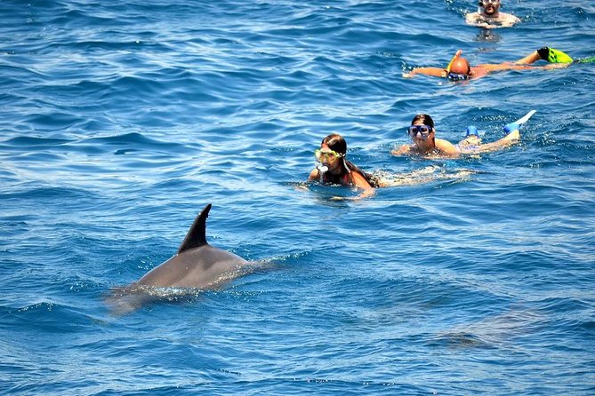 Dolphin House