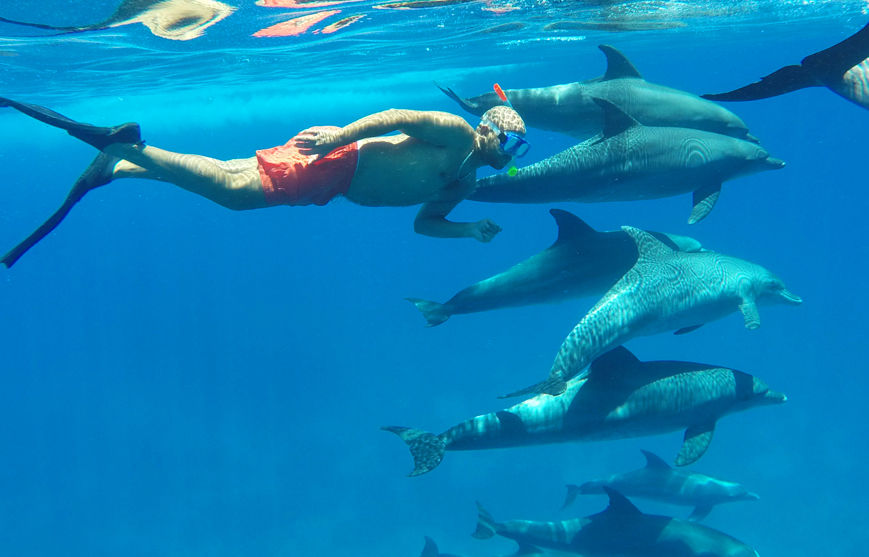 Dolphin House
